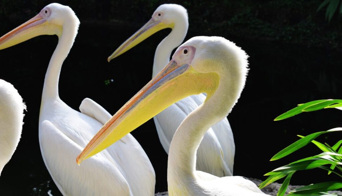 New Orleans Pelican