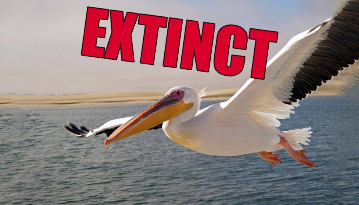 New Orleans Pelicans have be declared Extinct