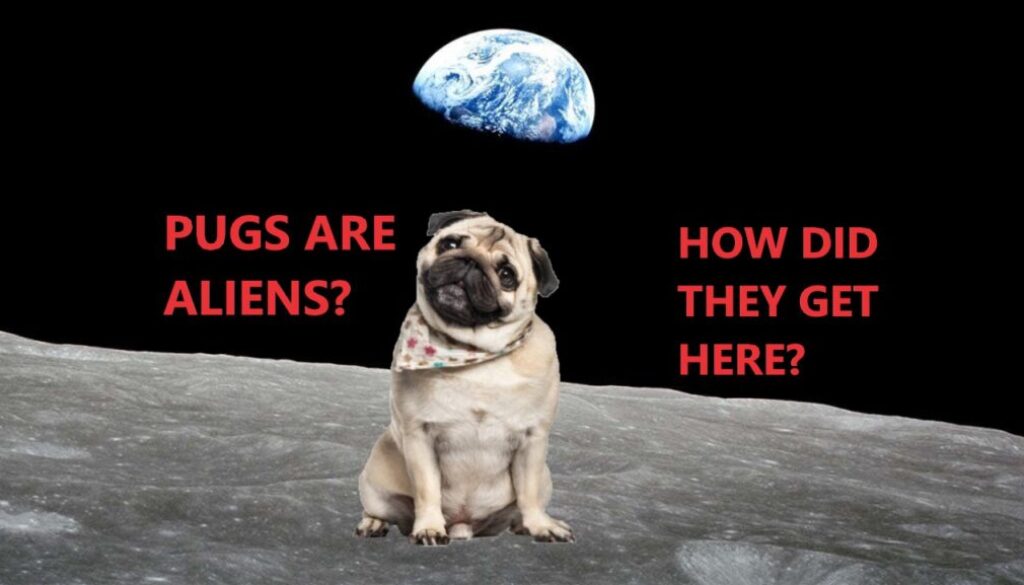 What Are Pugs?