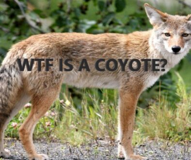 What Is A Coyote?